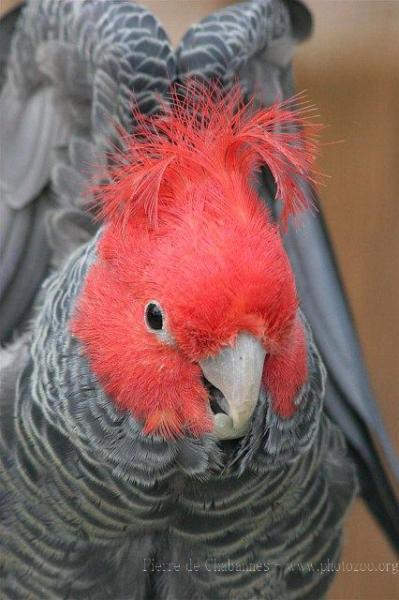 Gang-gang cockatoo