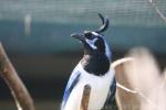 Black-throated magpie-jay