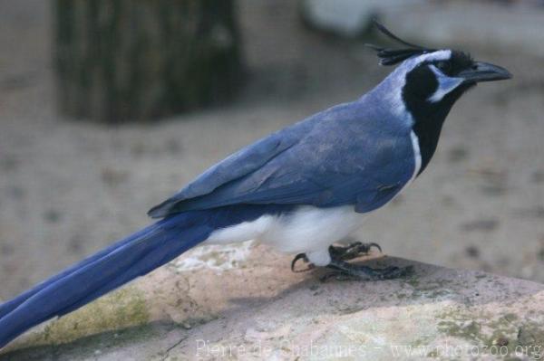 Black-throated magpie-jay