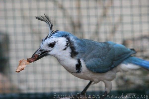 White-throated magpie-jay