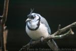 White-throated magpie-jay