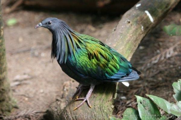 Nicobar pigeon