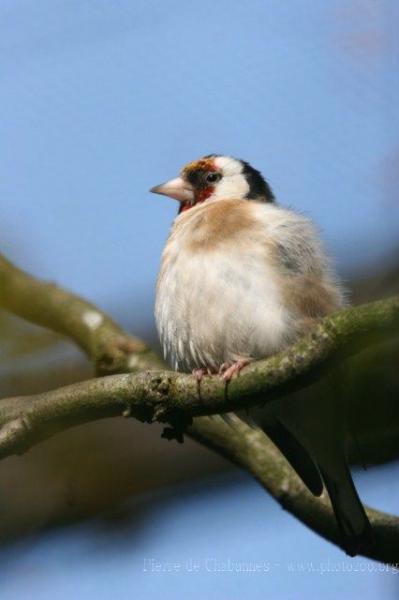 European goldfinch