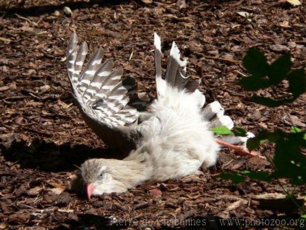 Red-legged seriema