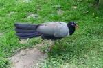 Coral-billed ground-cuckoo