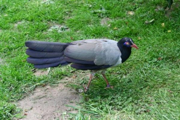 Coral-billed ground-cuckoo