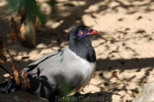 Coral-billed ground-cuckoo