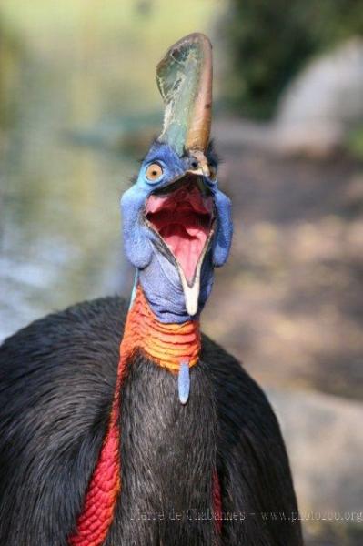 Northern cassowary