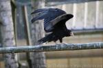 Lesser yellow-headed vulture *