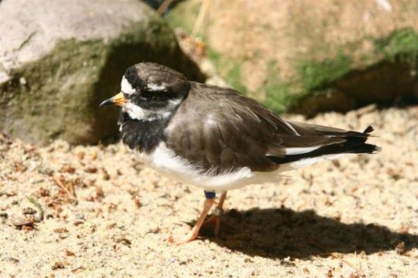 Common ringed plover