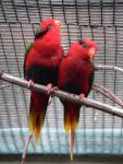 Josephine's lorikeet