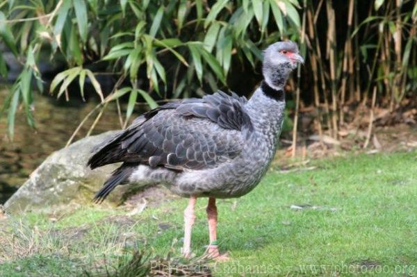 Southern screamer