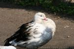 Andean goose