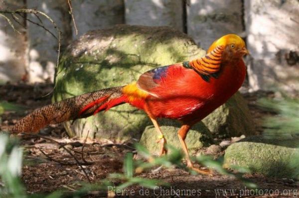 Golden pheasant