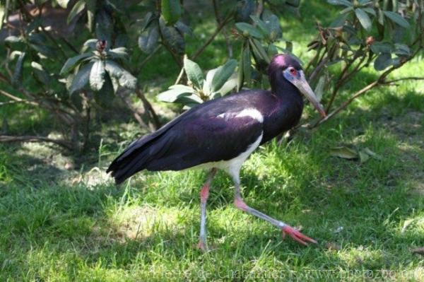 Abdim's stork