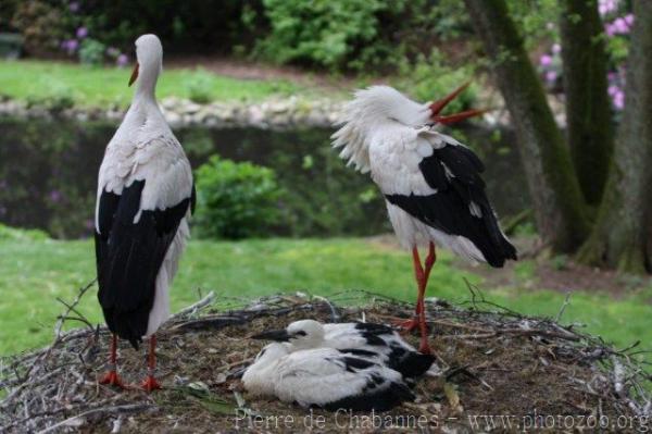 Eurasian white stork