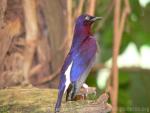 Amethyst starling