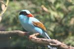 Common green magpie