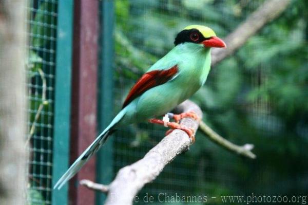 Common green magpie