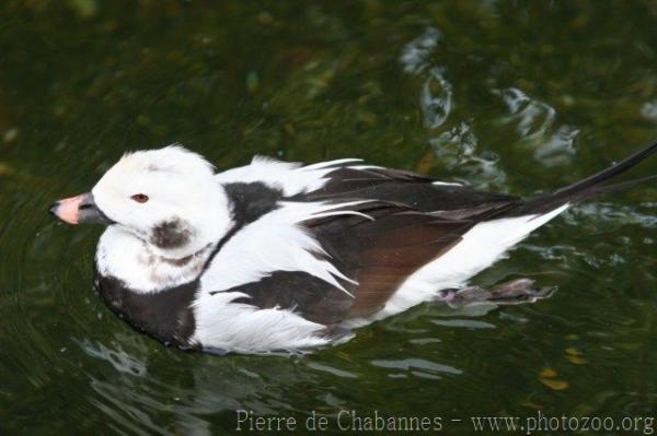 Long-tailed duck