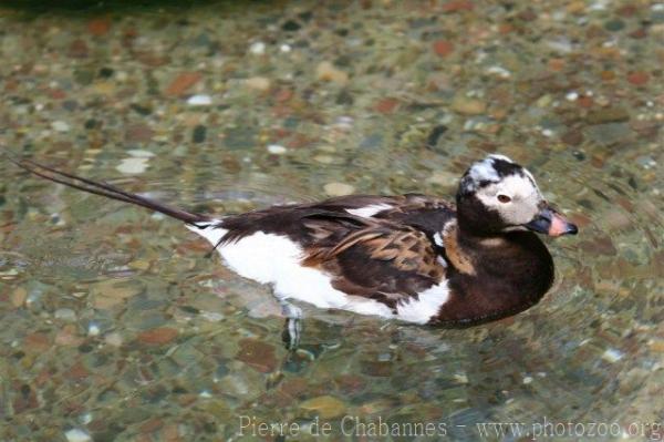 Long-tailed duck