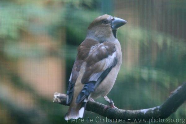 Hawfinch