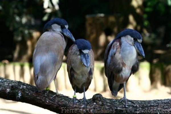 Boat-billed heron