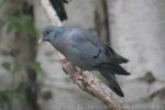 Stock dove