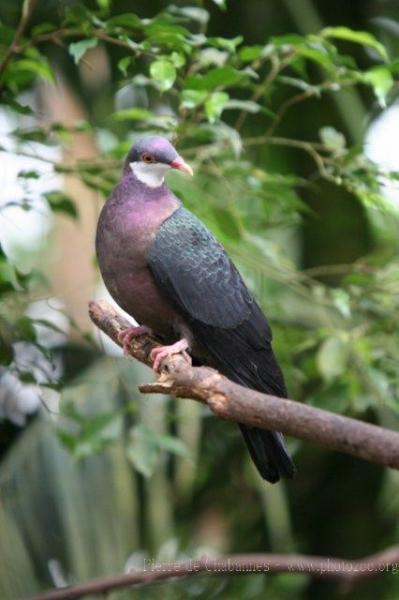 Metallic pigeon