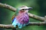 Lilac-breasted roller