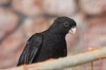 Black parrot