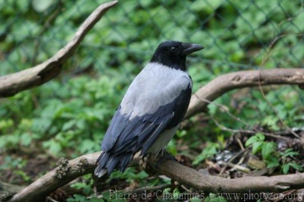 Hooded crow