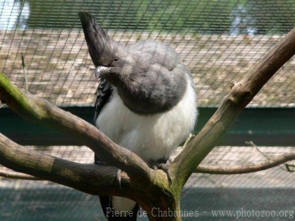 White-bellied go-away-bird *