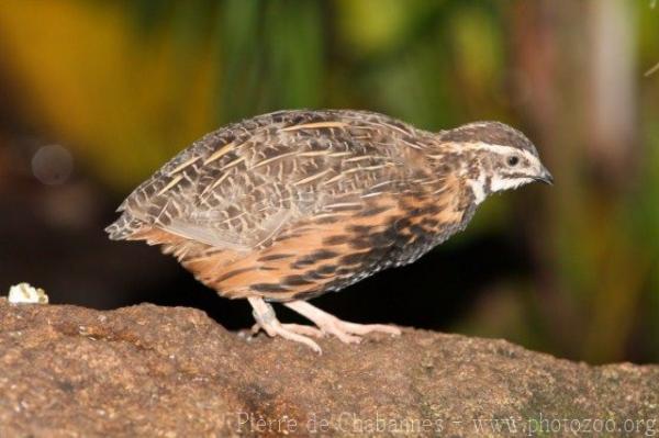 Harlequin quail