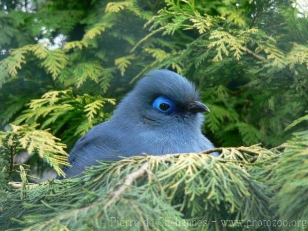 Blue coua