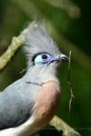 Crested coua