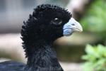 Blue-billed curassow