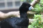 Blue-billed curassow