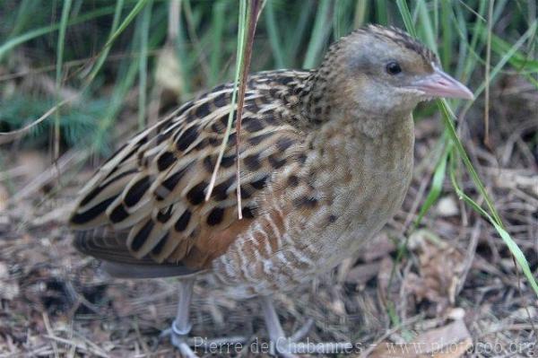 Corn crake