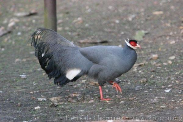 Blue eared-pheasant