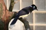 Plush-crested jay