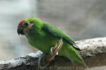 Double-eyed fig-parrot