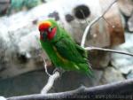 Double-eyed fig-parrot