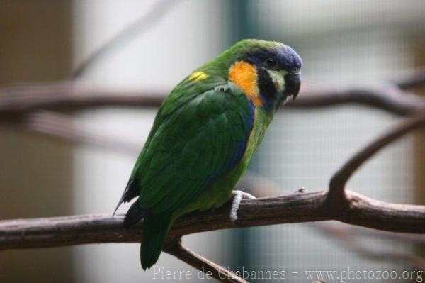 Orange-breasted fig-parrot