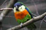 Orange-breasted fig-parrot