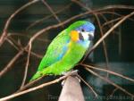 Orange-breasted fig-parrot