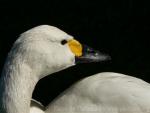 Bewick's swan