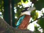 Rufous-bellied kookaburra *