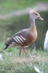 Plumed whistling-duck