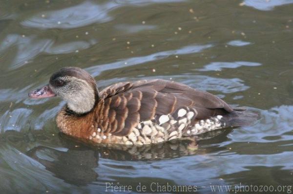 Spotted whistling-duck